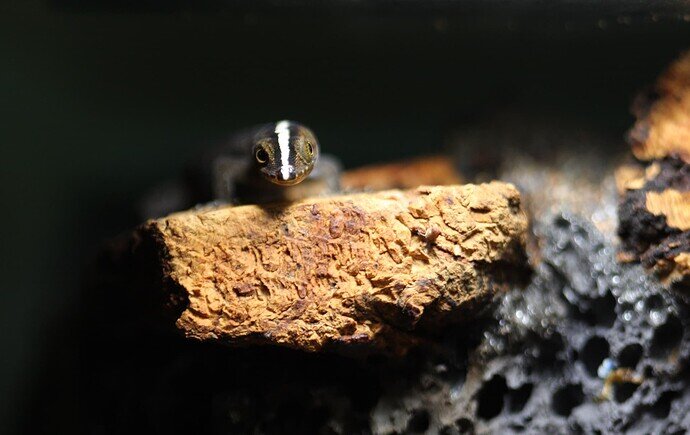 gonatodes_vittatus_IMG_5271crop