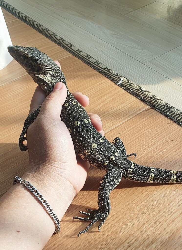 Hello I brought a picture of a lizard.! Monitors MorphMarket
