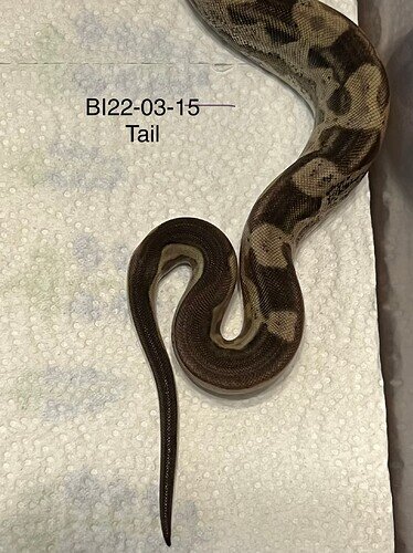 BI22-03-15 tail