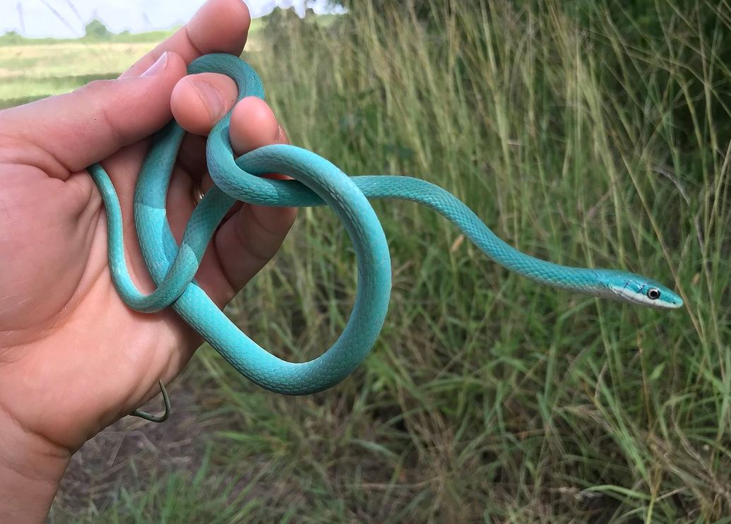 Axanthic Rough Green Snakes Other Colubrids MorphMarket Reptile Community