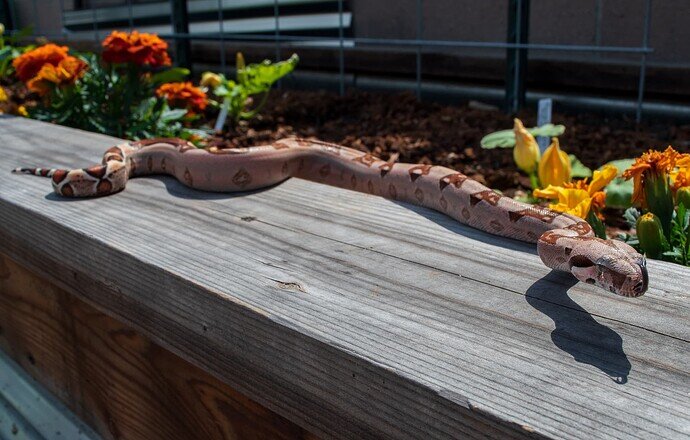 Tulip planter