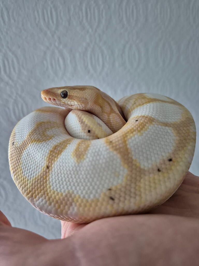 Ball python genetic help/confirmation! - Ball Pythons - MorphMarket ...