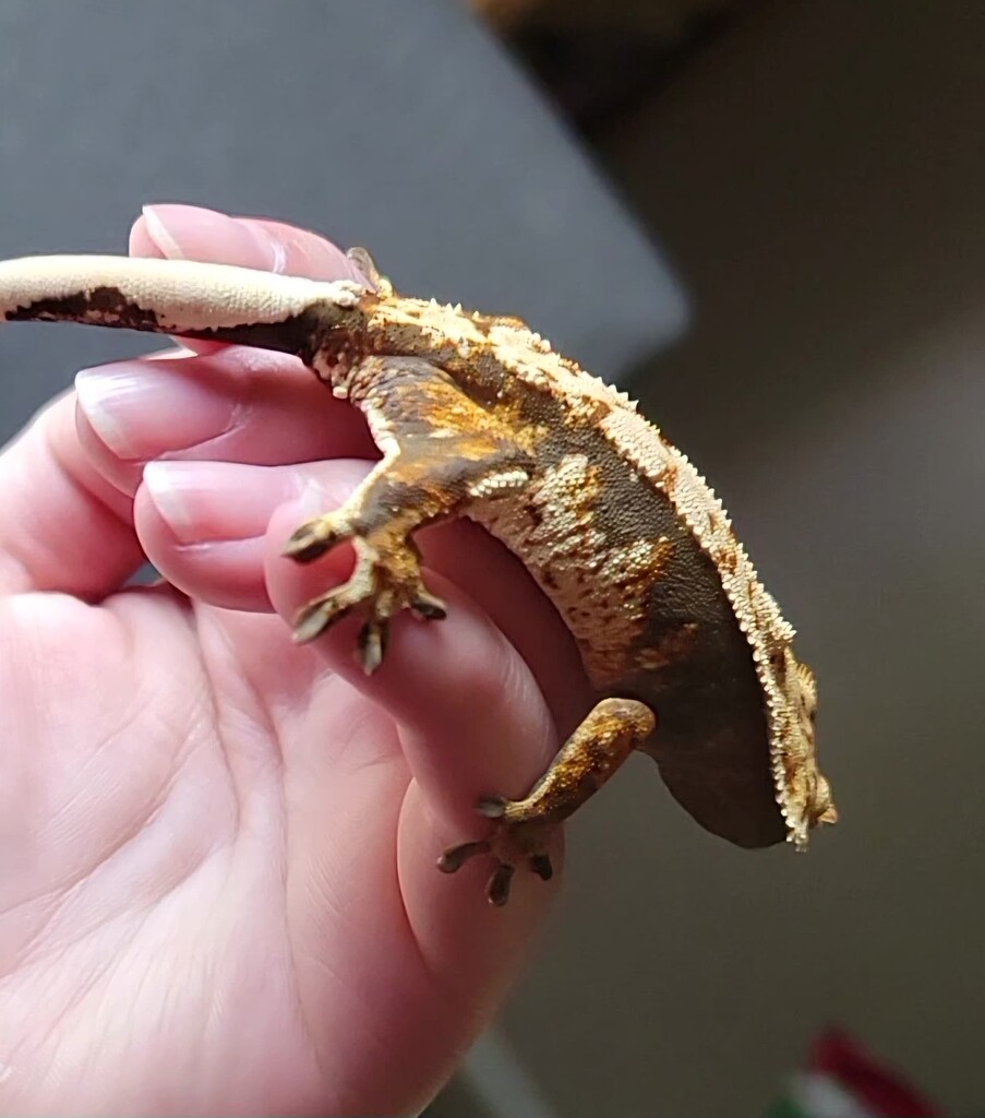 Gecko Identification Crested Geckos Morphmarket Reptile Community