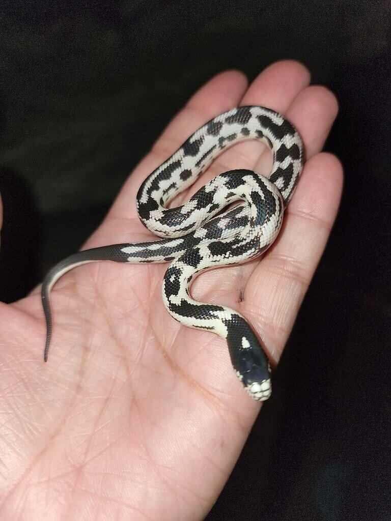 Image showcasing My first king snake hatchling - Colubrids - MorphMarket Reptile Community