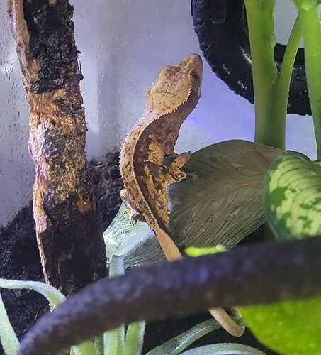 Screenshot_20260216_075847_Gallery