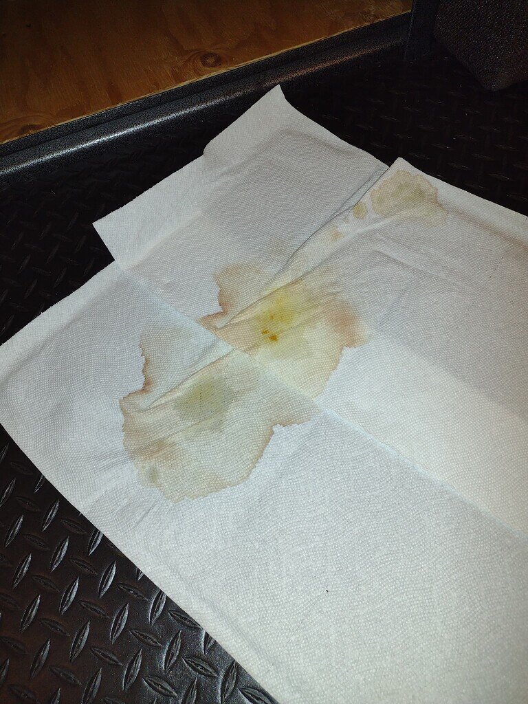 Blood in urine? Boa Constrictors MorphMarket Reptile Community