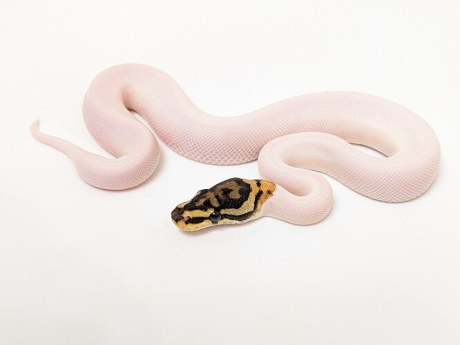 PXL_20201111_063216293