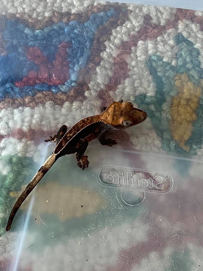 I fed crickets for the first time Crested Geckos MorphMarket