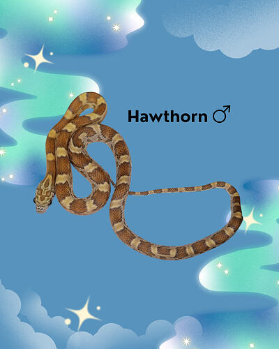 Hawthorn