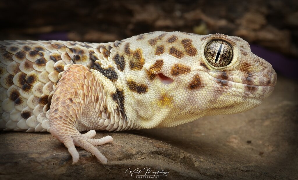 He wants me DEAD - Other Geckos - MorphMarket Reptile Community
