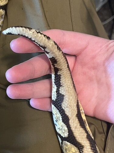 Superfly calico YB cypress female