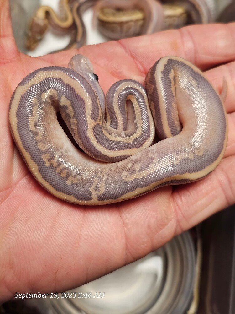 Shocked to have hatched truly purple snakes! - Ball Pythons ...