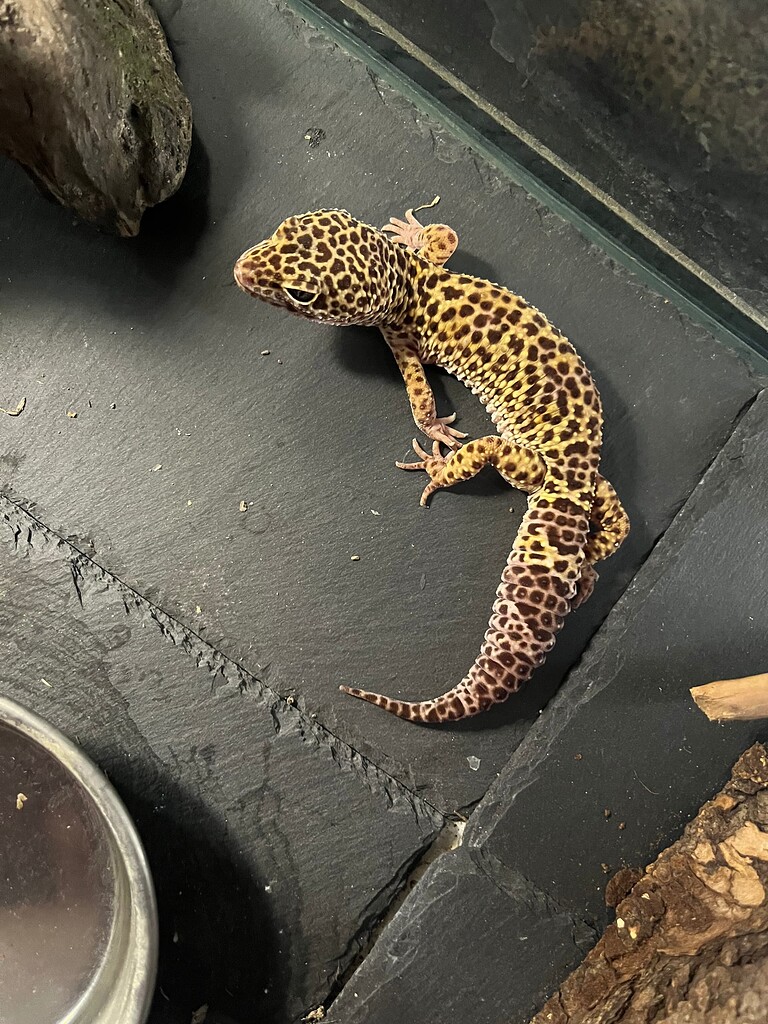 Morph ID help- Ball Python and Leopard Gecko - All Reptiles ...