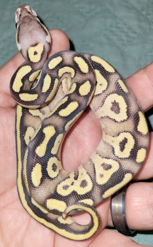 A Little Help With ID Please - Ball Pythons - MorphMarket Reptile Community