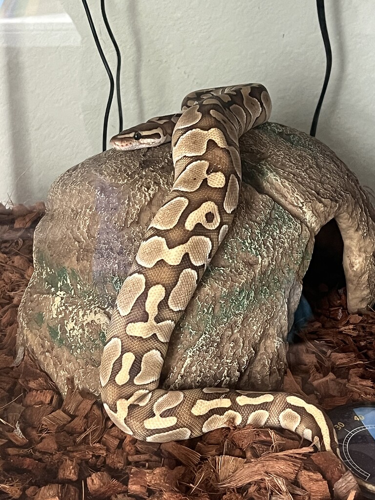 Our Honey Girl! First time snake owners wanting to know exactly what ...