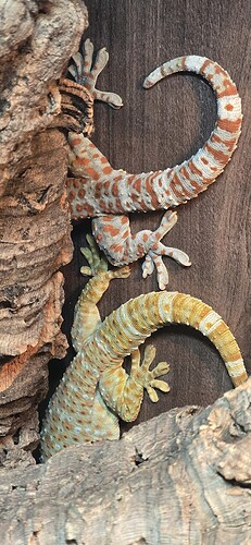 491219011_1352306160236089_7801874918262932248_n