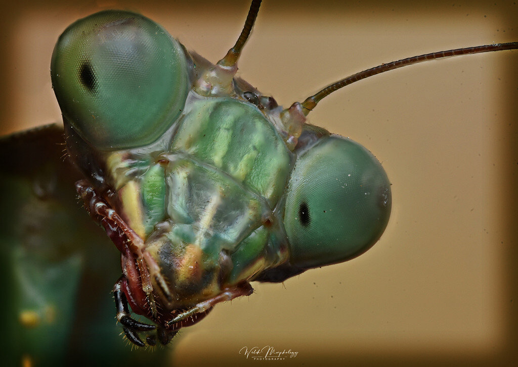 Greetings from Alien - Mantis & Stick insects - MorphMarket Reptile ...