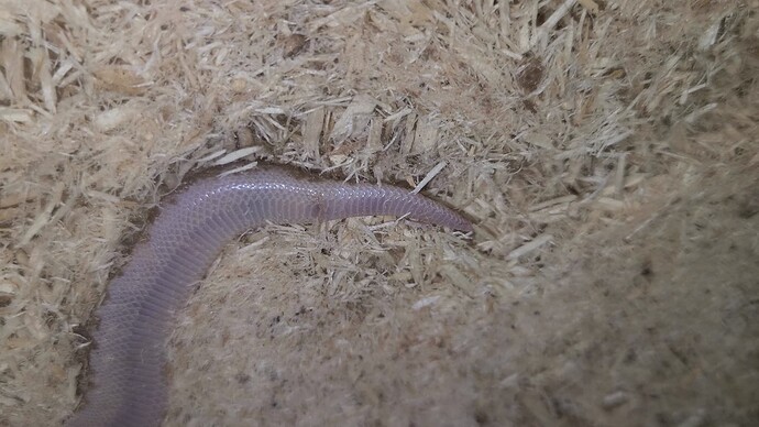 VideoCapture_20251231-023544