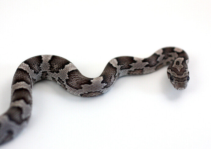 grey and black baby corn snake