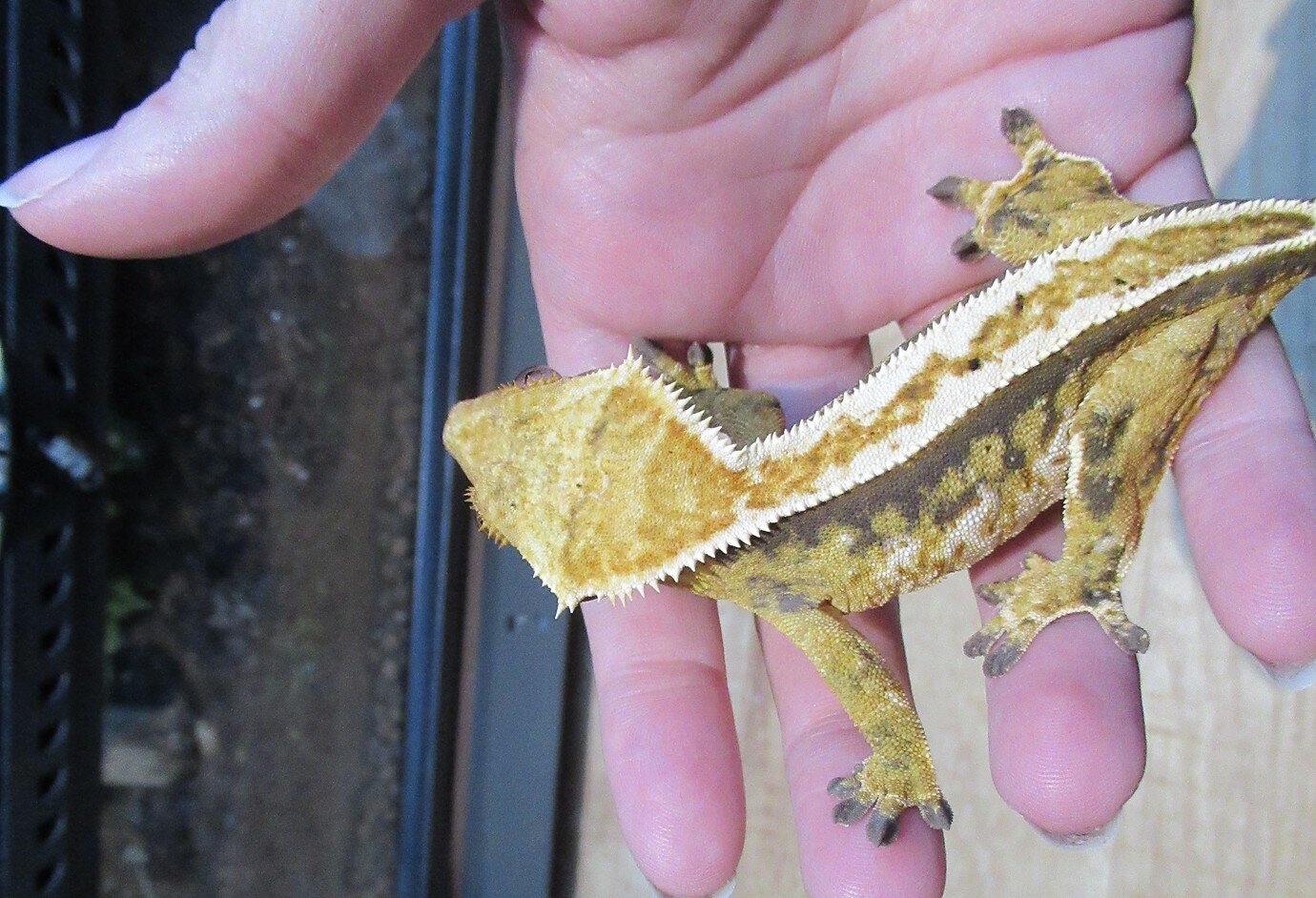 Crested Gecko Morph / Trait Guide - Crested Geckos - MorphMarket ...