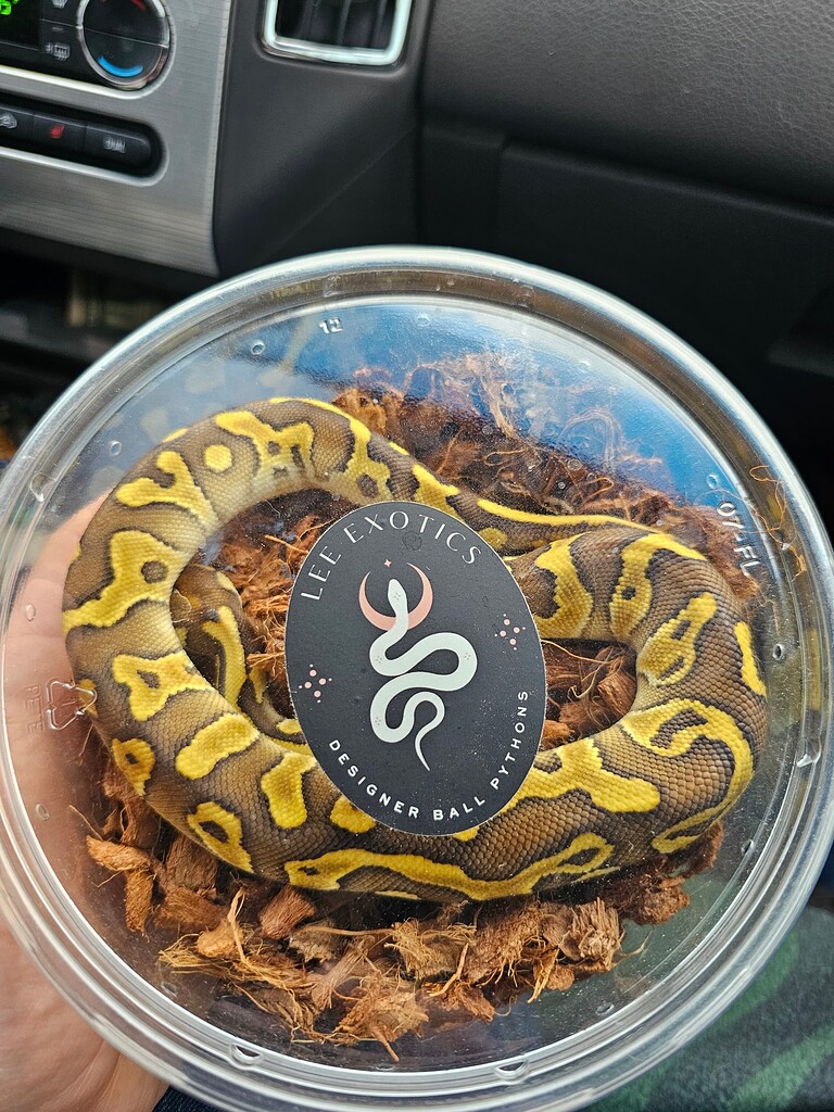 My newest girl :) - Ball Pythons - MorphMarket Reptile Community