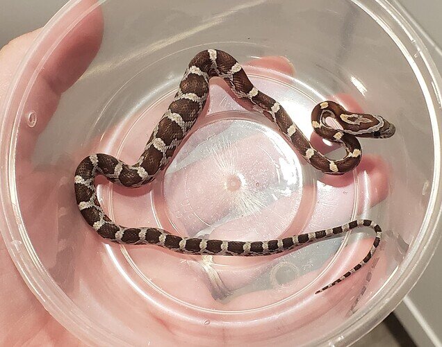 brown and gray baby corn snake with lump in belly