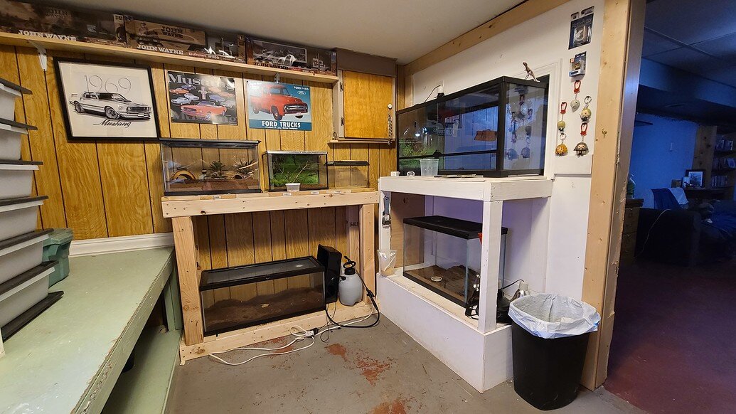 Our reptile room build - Enclosures & Setups - MorphMarket Reptile