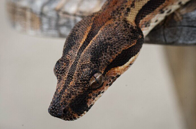 Darci IMG Macro good-2