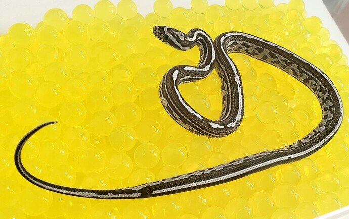 black and white baby corn snake on bright yellow orbeez