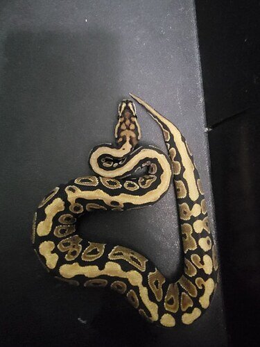 20220503010131.573-20220502_205802-550x550s