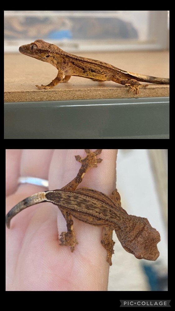 Crested Gecko Morph / Trait Guide - Crested Geckos - MorphMarket