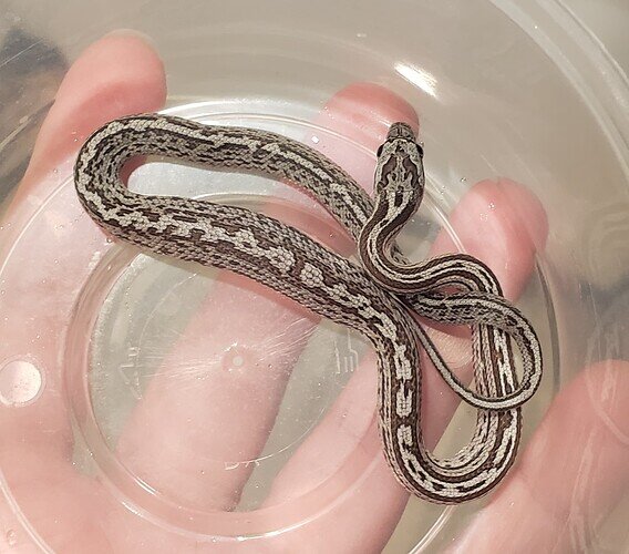 messy gray striped baby corn snake with lump in belly