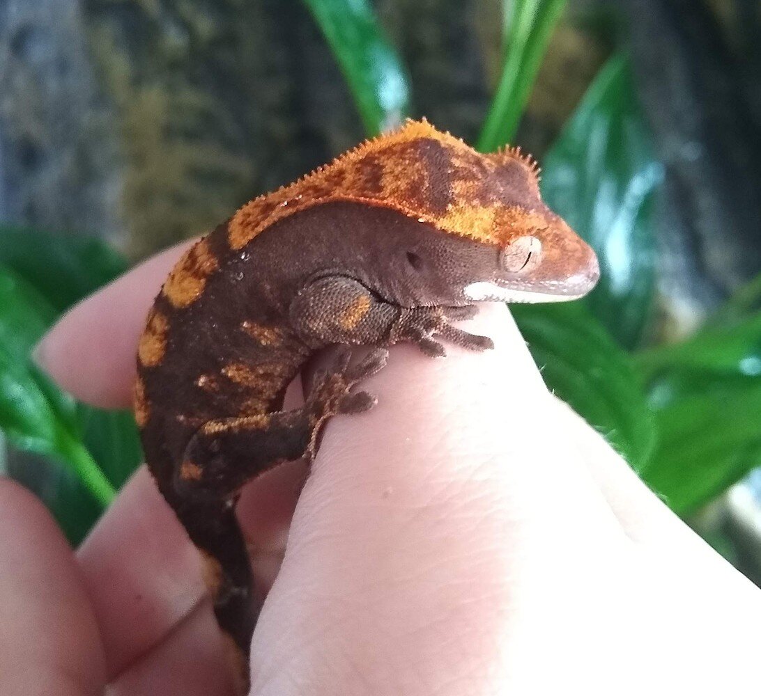 Crested Gecko Morph / Trait Guide - Crested Geckos - MorphMarket