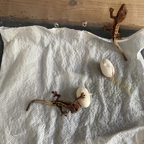 Angry Baby Crestie