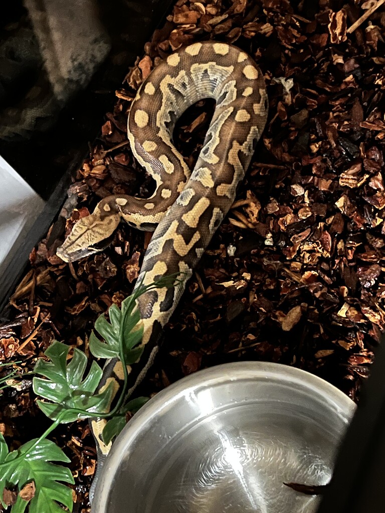 Blood Python Morph? - Other Pythons - MorphMarket Reptile Community