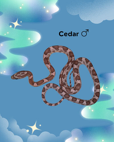 Ceddar