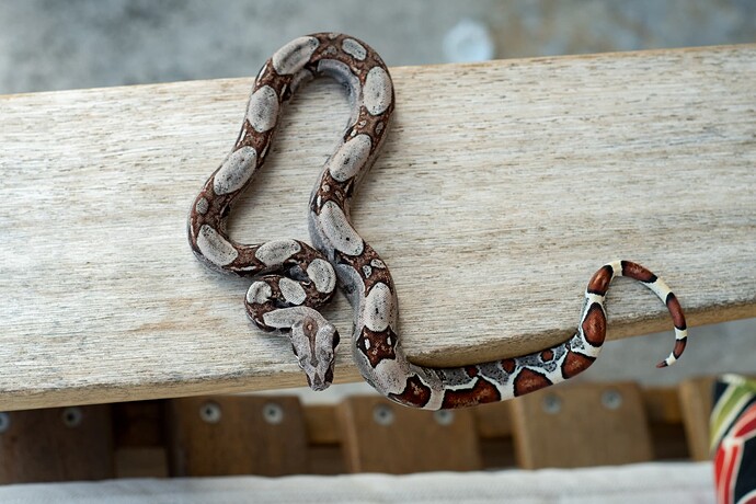 Poss Jungle het kahl 1st-4