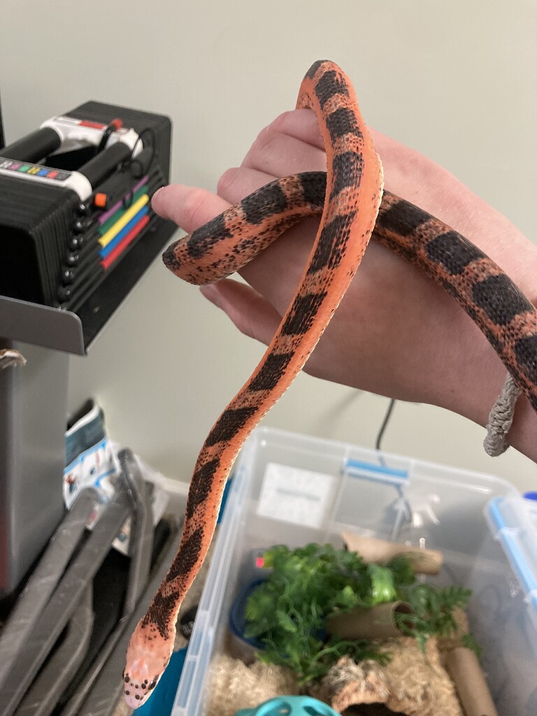 Sir Elmo is looking bright! - Rat Snakes - MorphMarket Reptile Community