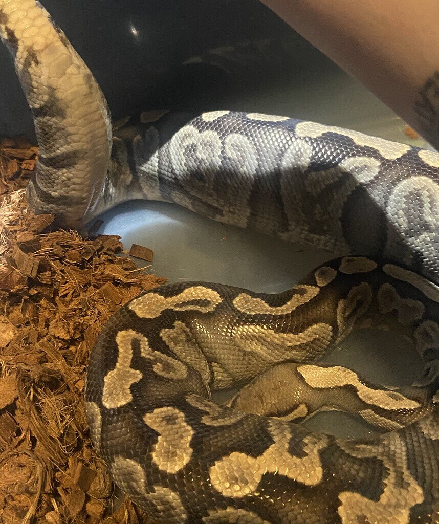 First Ovy of the Season! - Ball Pythons - MorphMarket Reptile Community