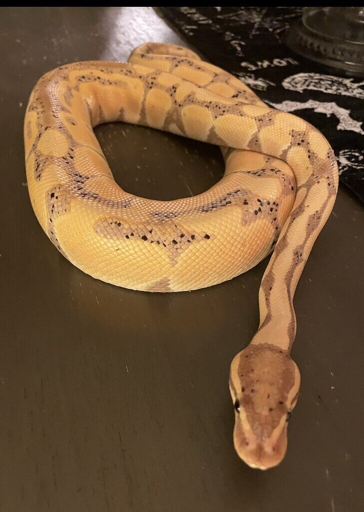 Morph identification banana - Ball Pythons - MorphMarket Reptile Community