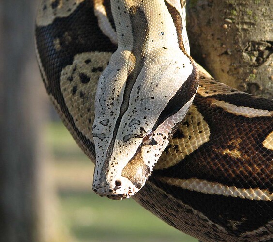 Brazilian_BCC_male_4_2010_11