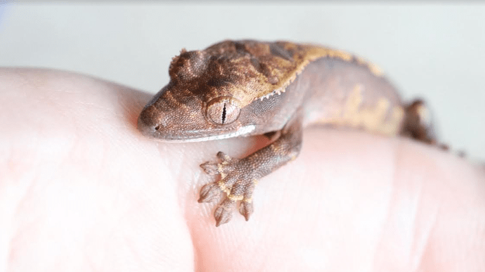 Screenshot 2022-07-26 6.06.06 PM