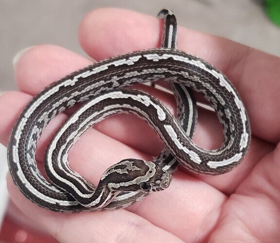 black and white baby corn snake with messy stripe curled up on hand