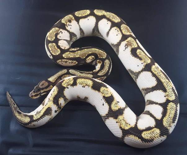 received_1019747588369082