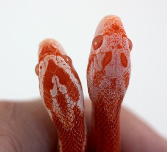 amel vs lavamel corn snake heads