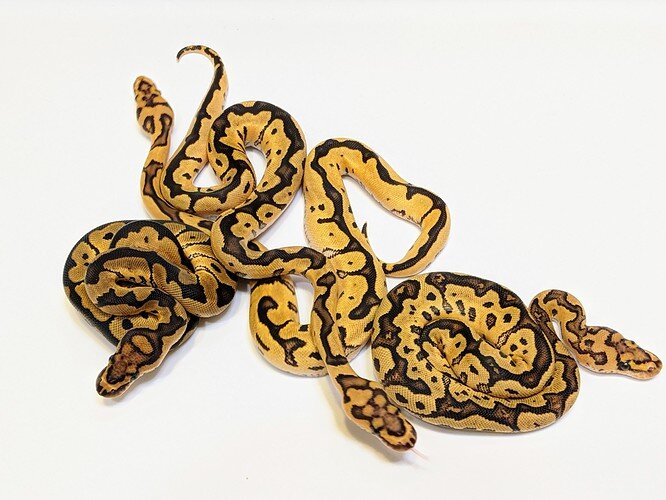 IMG_20200829_195007_2