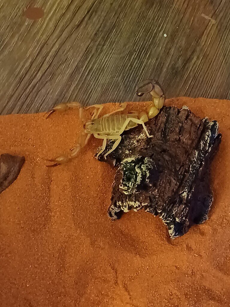 My Egyptian yellow fat tail - Scorpions - MorphMarket Reptile Community
