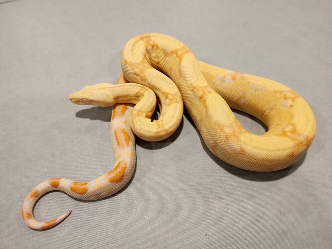 387d7998-b128-4d9f-b35a-782e074ba835-1_all_21239