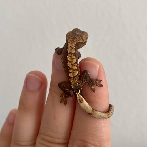 New MerlinLantana Baby