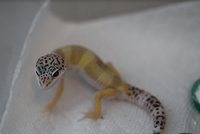 Screenshot 2022-06-03 4.05.02 PM